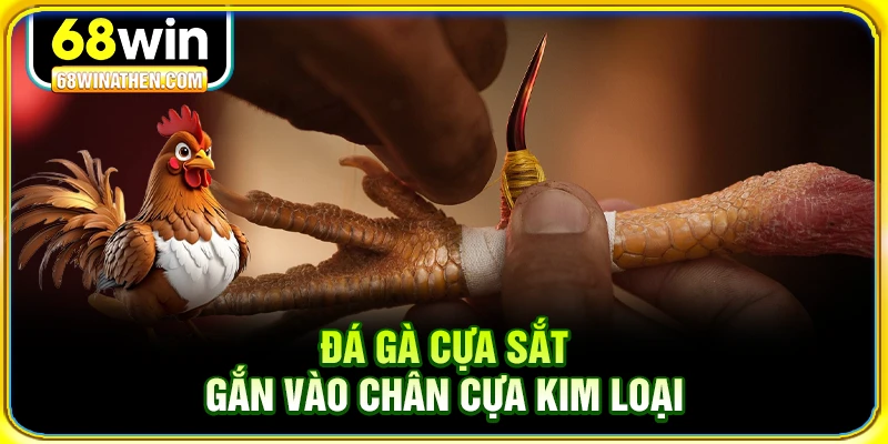 Đ&aacute; g&agrave; cựa sắt gắn v&agrave;o ch&acirc;n cựa kim loại