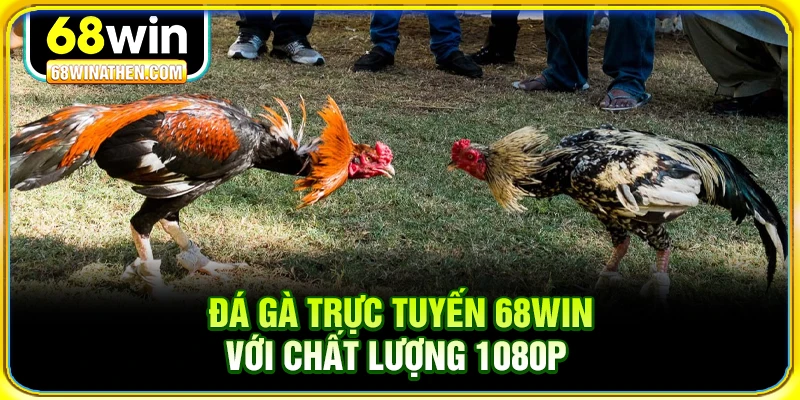 Đ&aacute; g&agrave; trực tuyến 68win với chất lượng 1080p&nbsp;