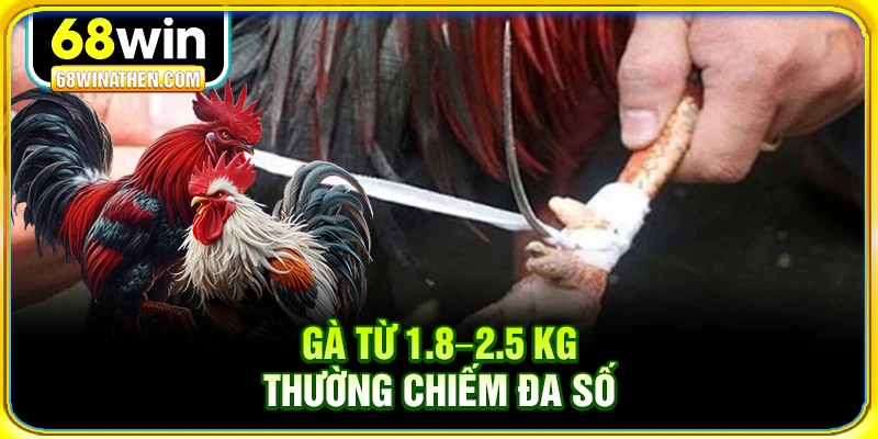 G&agrave; từ 1.8&ndash;2.5 kg thường chiếm đa số
